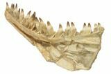 Mosasaur Jaw With Twenty Teeth - Oulad Abdoun Basin, Morocco #195777-15